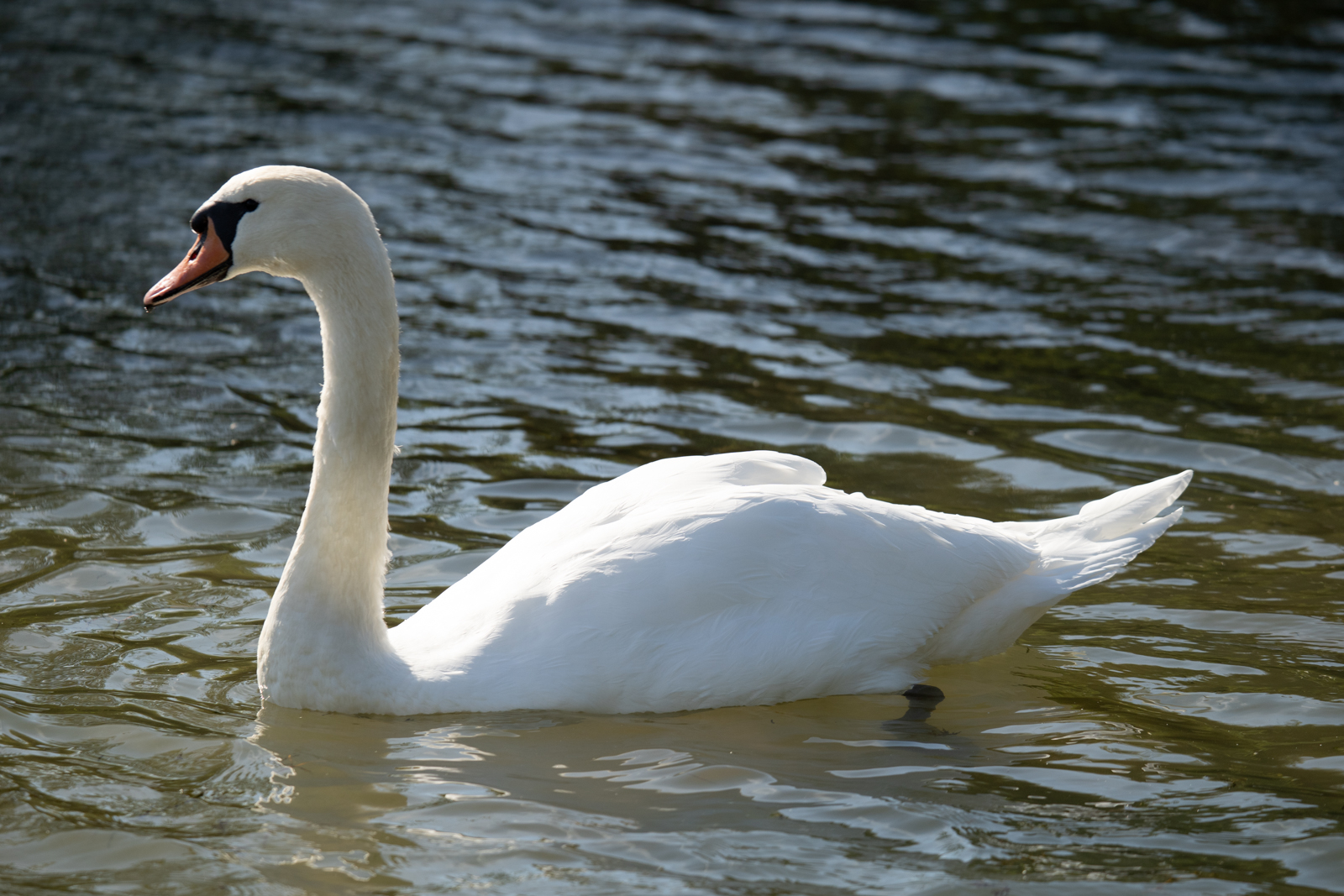 Photography by Chris Allington
