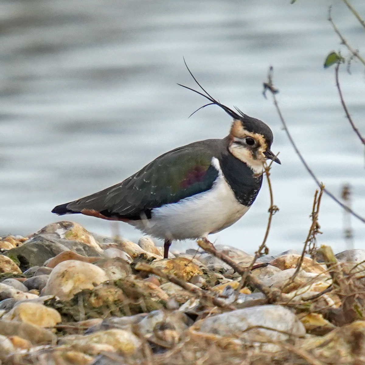 Photography by Chris Allington