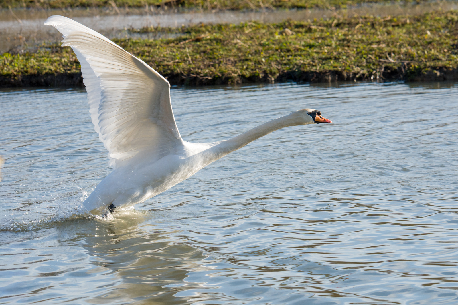 Photography by Chris Allington