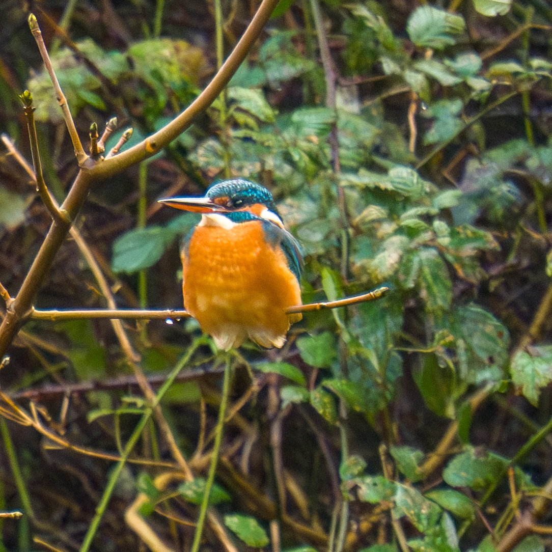 Photography by Chris Allington