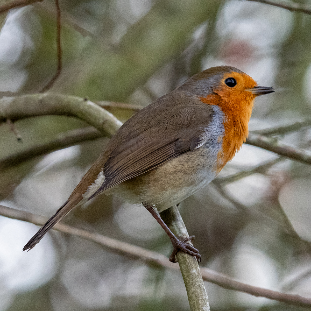 Photography by Chris Allington
