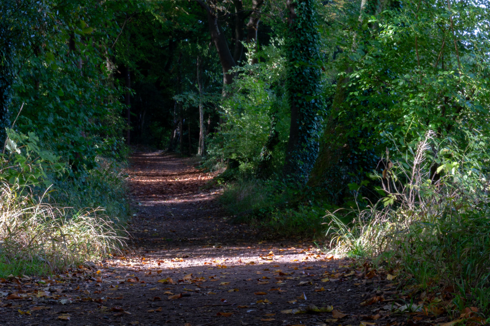 Photography by Chris Allington