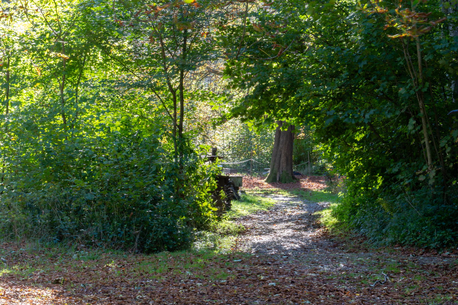 Photography by Chris Allington
