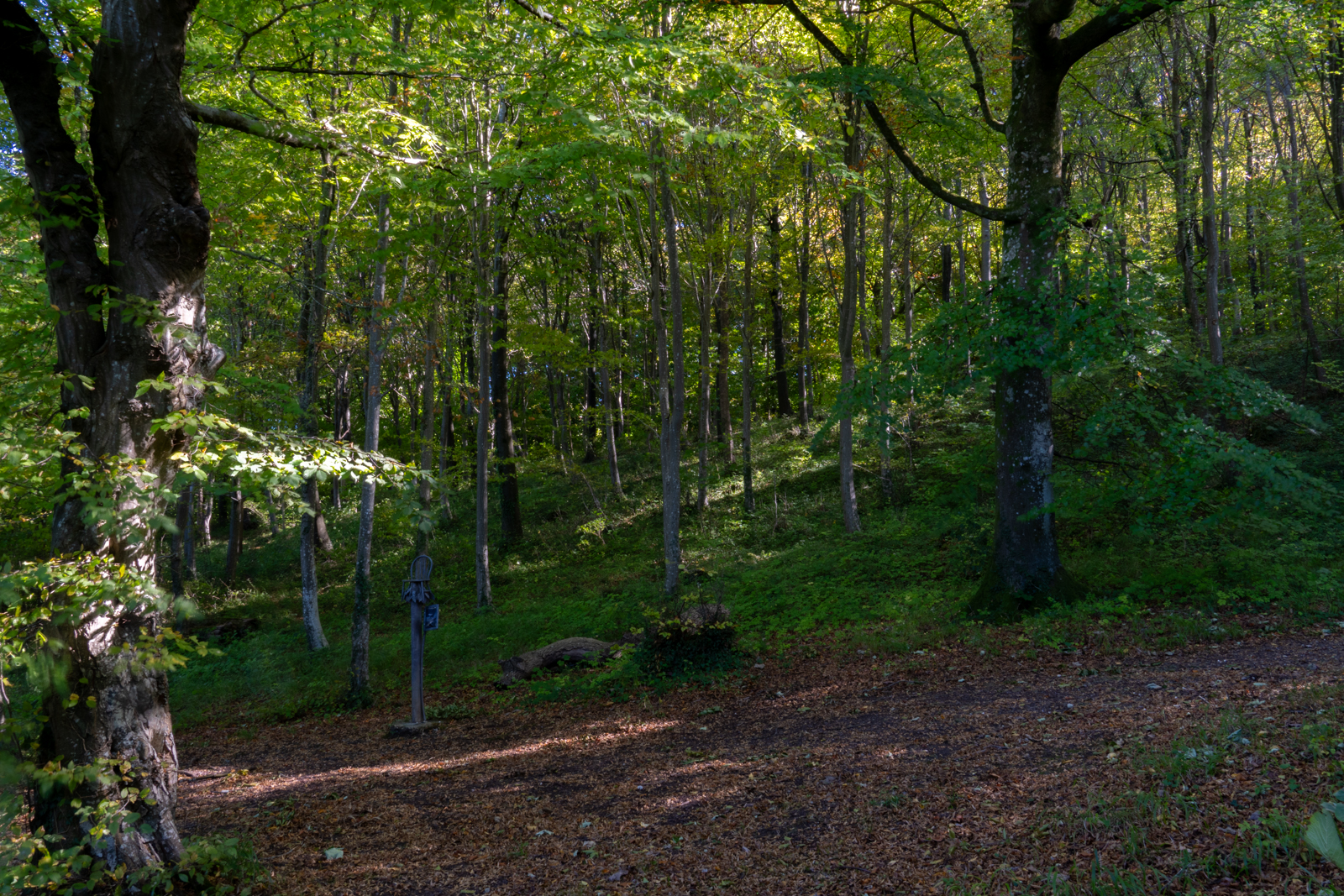 Photography by Chris Allington